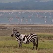 Zebra with Flamingos